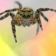 Illustration for article titled Staring at these spiders straight in the eyes is sucking my soul away